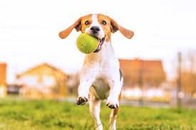 Dog Chew Toy + Toys for Puppies & Small Dogs Toys, Rope Ball Toy Cotton, Rubber Ball, Chew Toy, Rubber Toy, Training Aid For Dog -Pack of 6 (Multicolor)